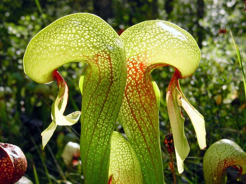 Dionaea Muscipula (Cobra Lily)