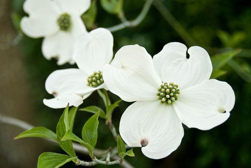 Dogwood