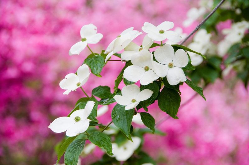 Dogwoods