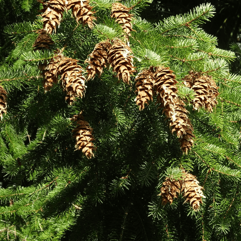 Douglas Fir