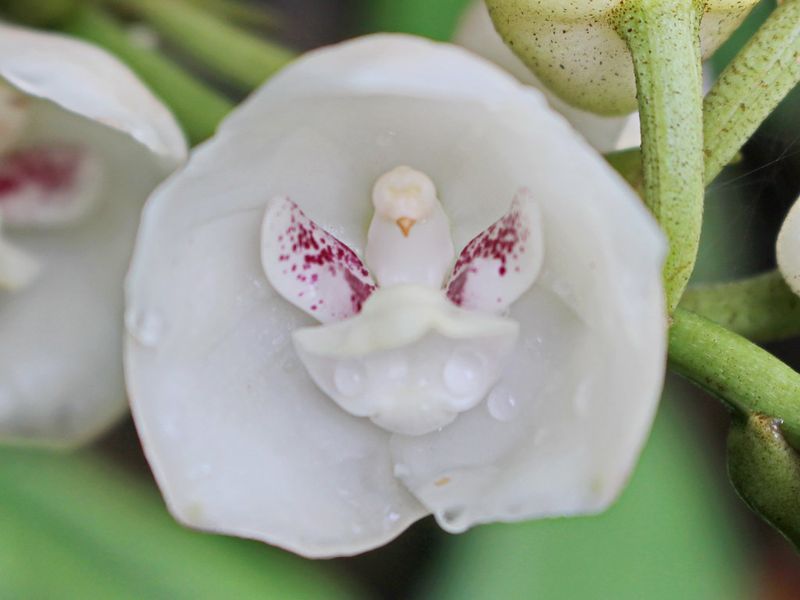 Dove Orchid