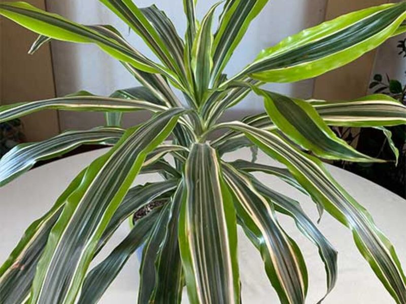 Dracaena