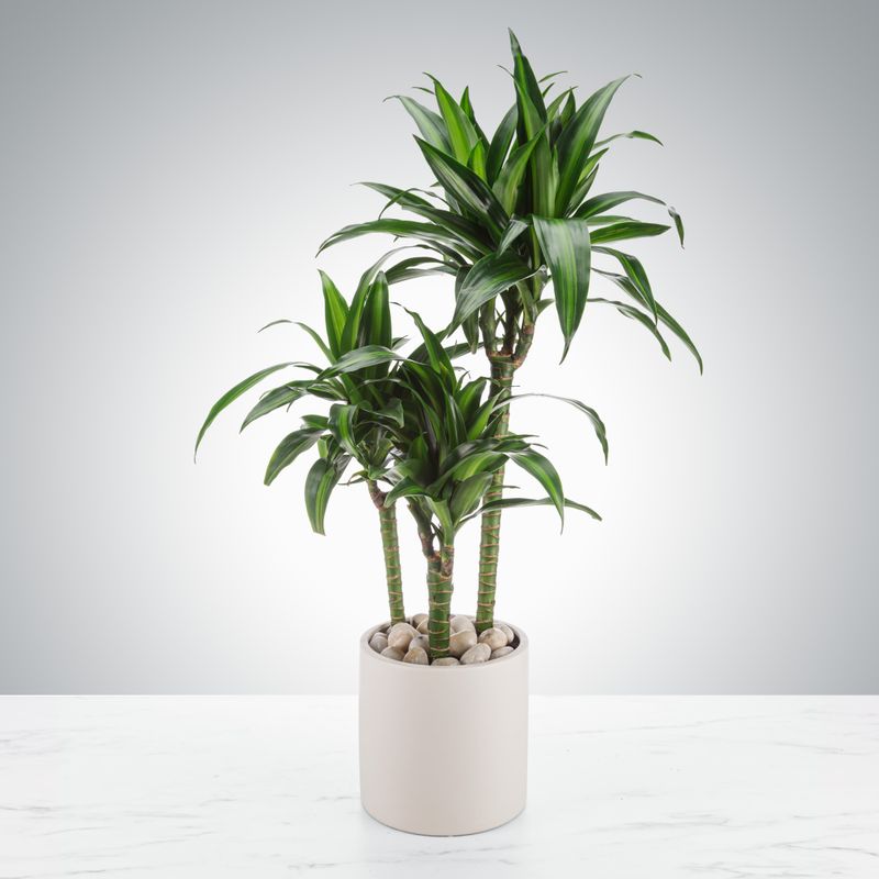 Dracaena