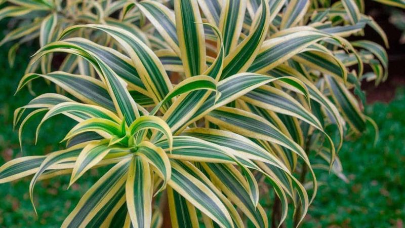 Dracaena (Dracaena spp.)