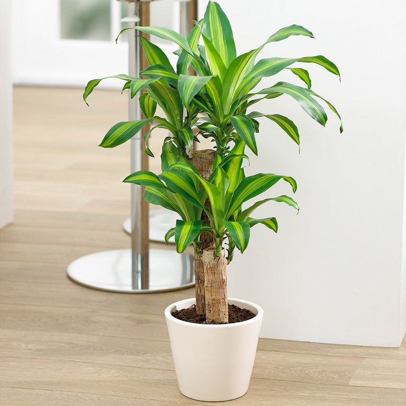 Dracaena