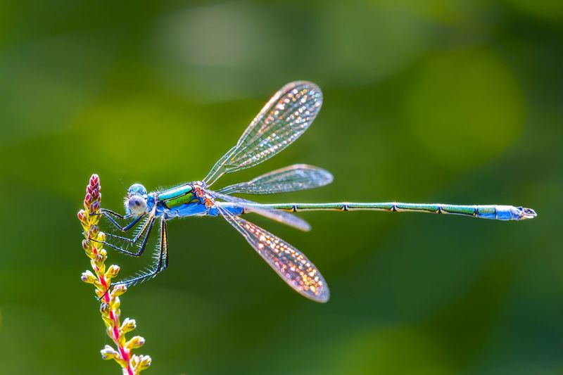 Dragonflies