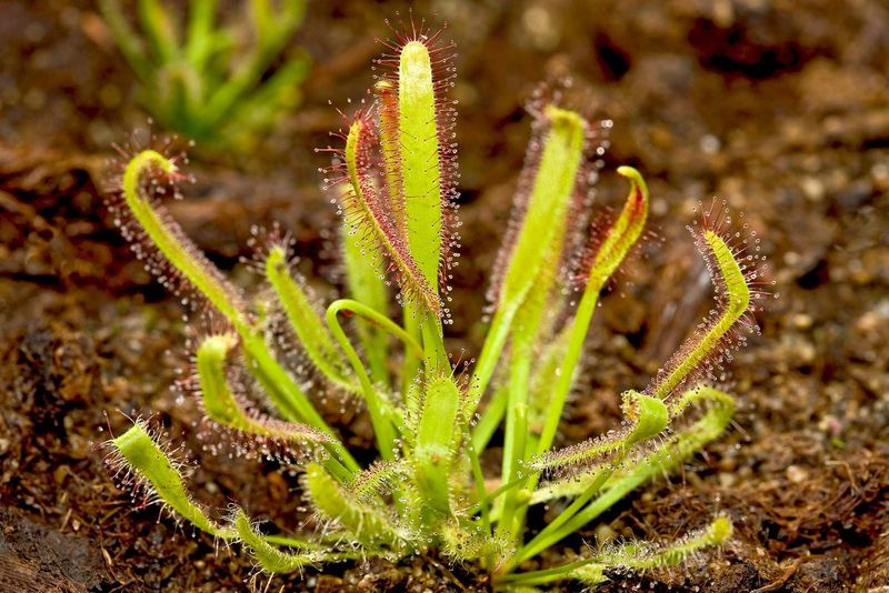 Drosera Capensis (Cape Sundew)