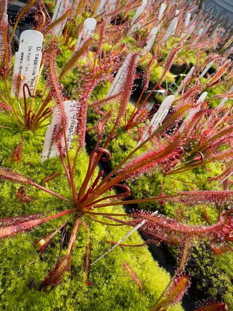 Drosera Capensis