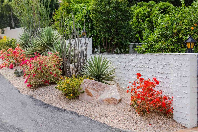 Drought-Tolerant Plants Don’t Need Watering