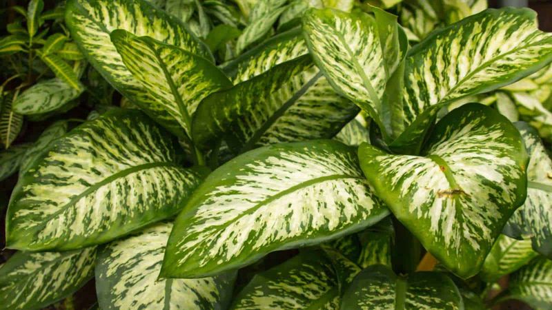 Dumb Cane (Dieffenbachia)