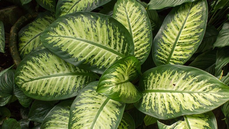 Dumb Cane