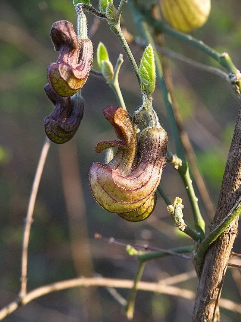 Dutchman's Pipe