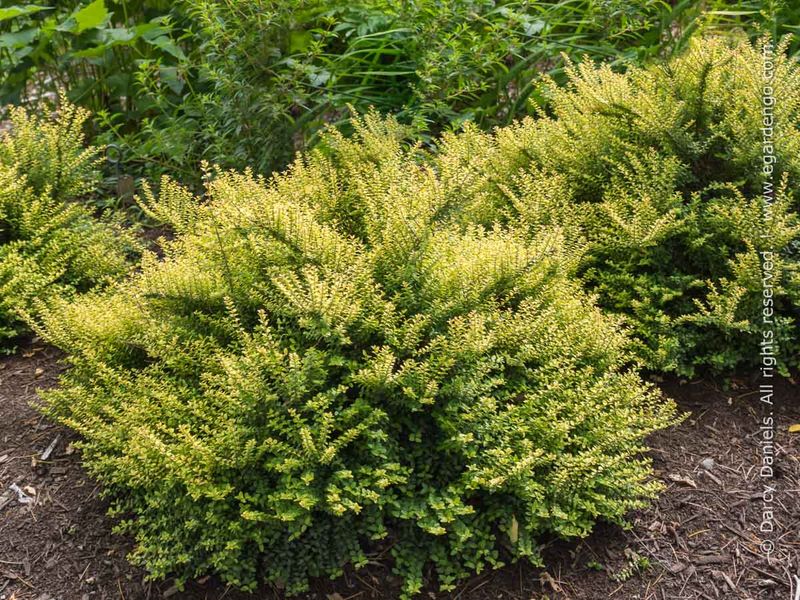 Dwarf Box Honeysuckle