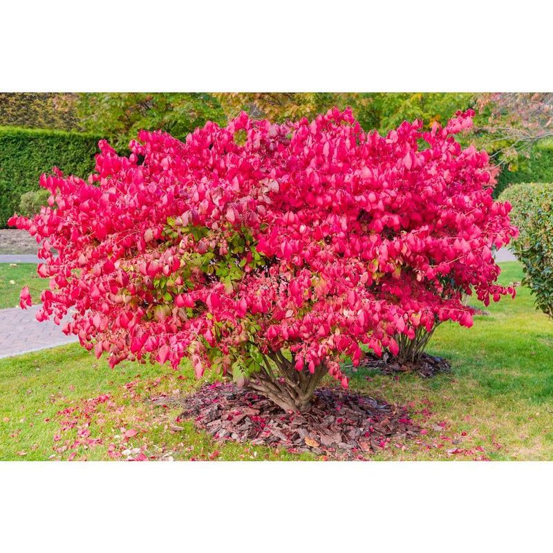 Dwarf Burning Bush