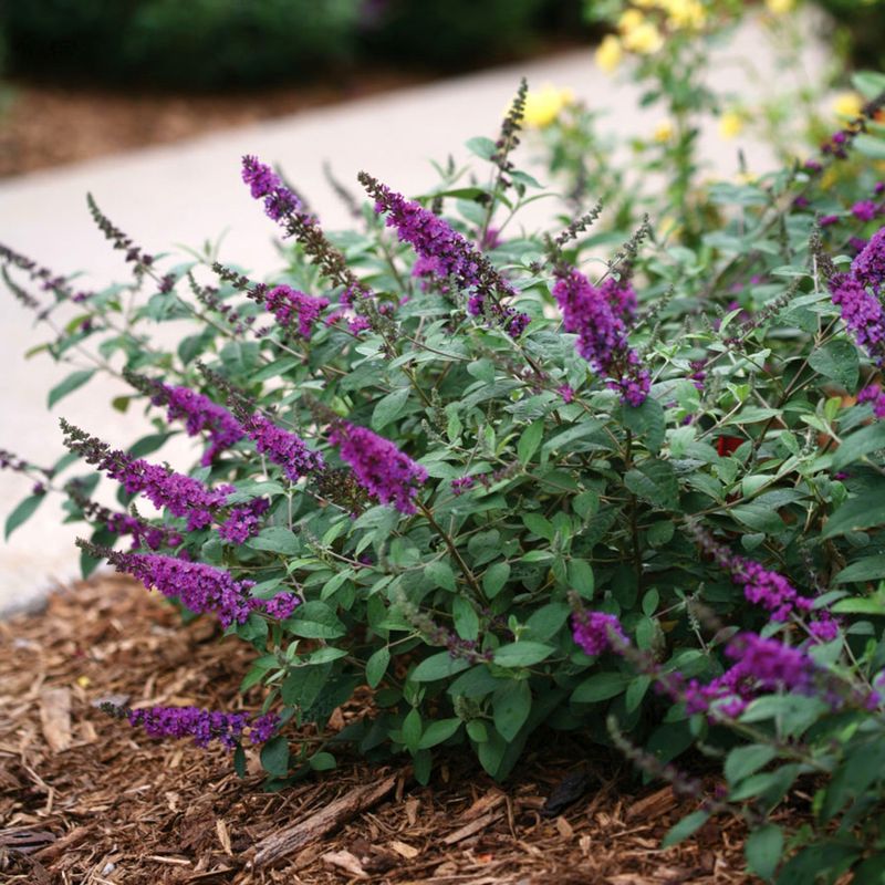 Dwarf Butterfly Bush