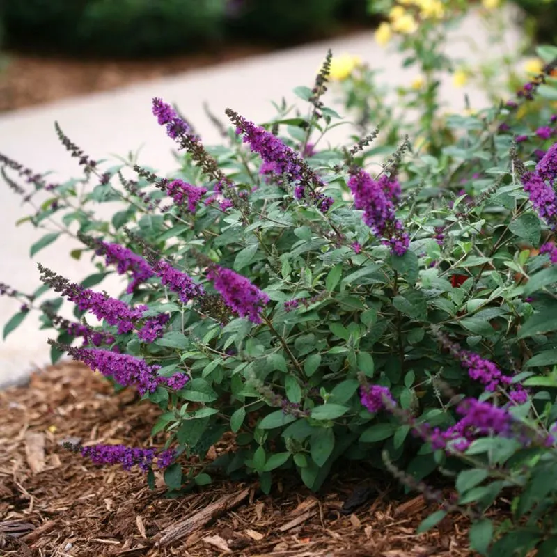 Dwarf Butterfly Bush