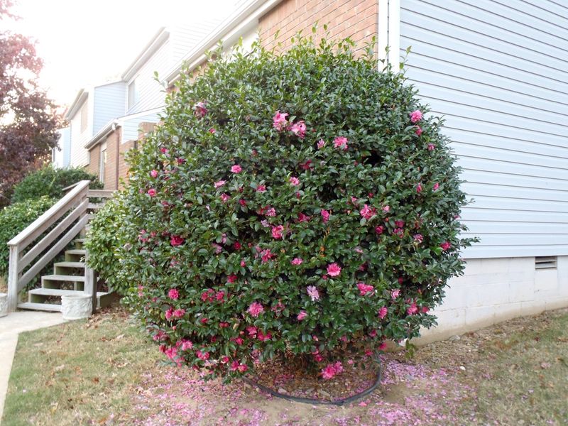 Dwarf Camellia