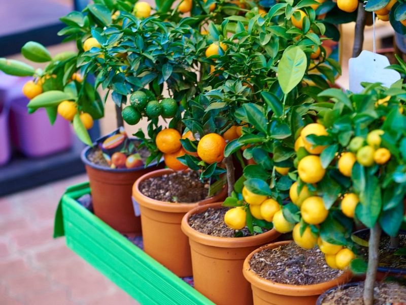 Dwarf Citrus Trees