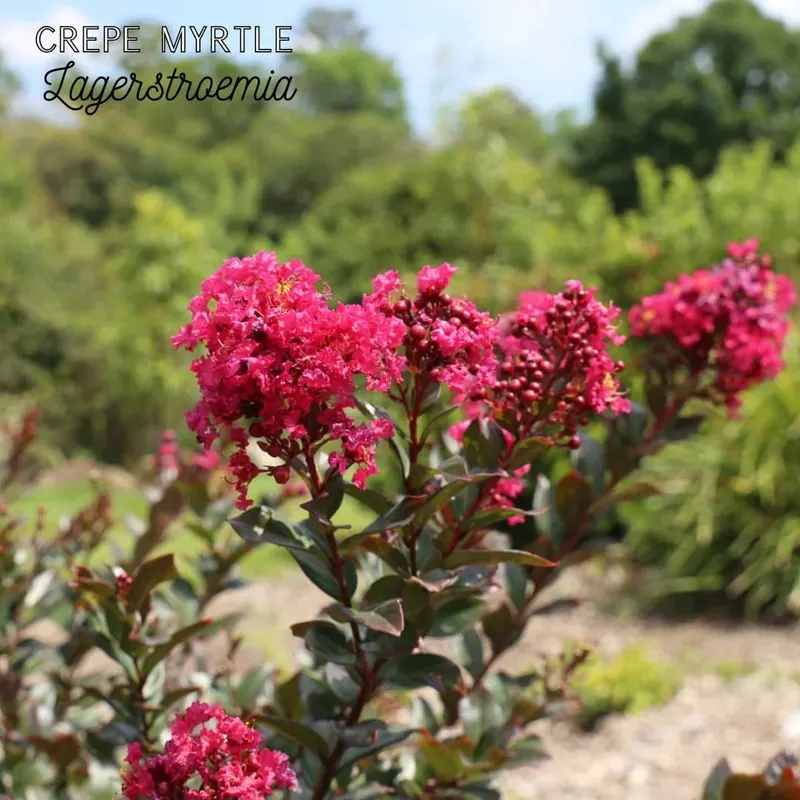 Dwarf Crape Myrtle