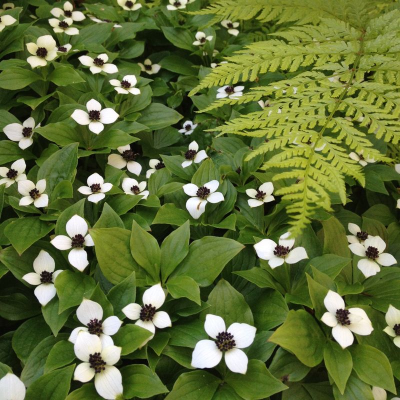 Dwarf Dogwood