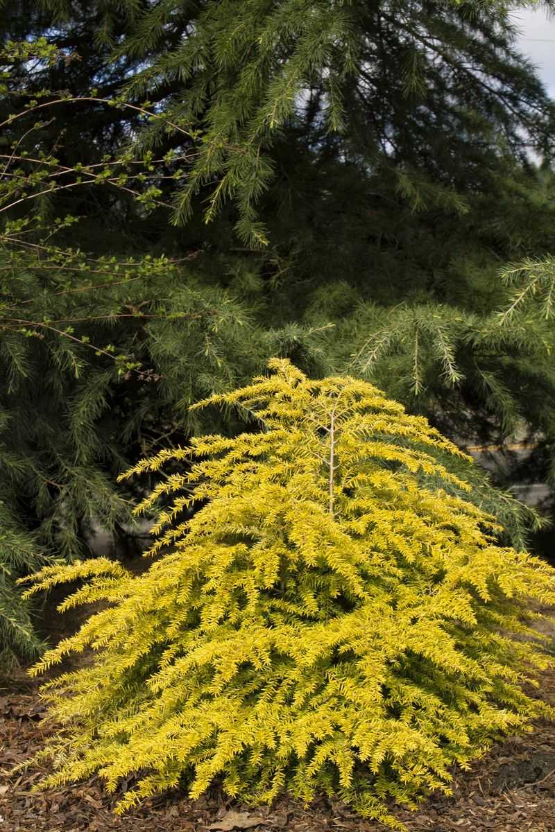 Dwarf Eastern Hemlock