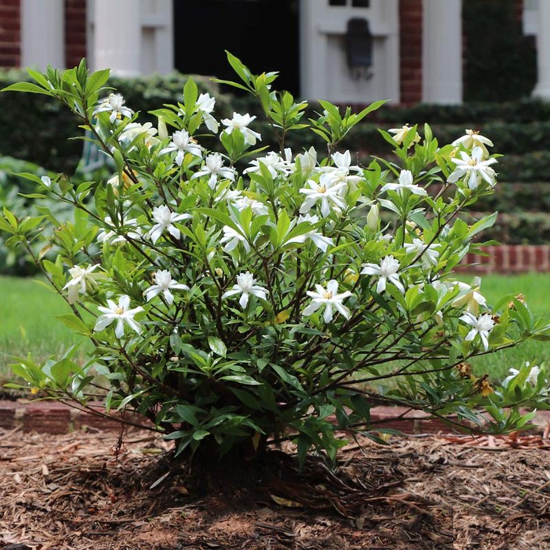 Dwarf Gardenia