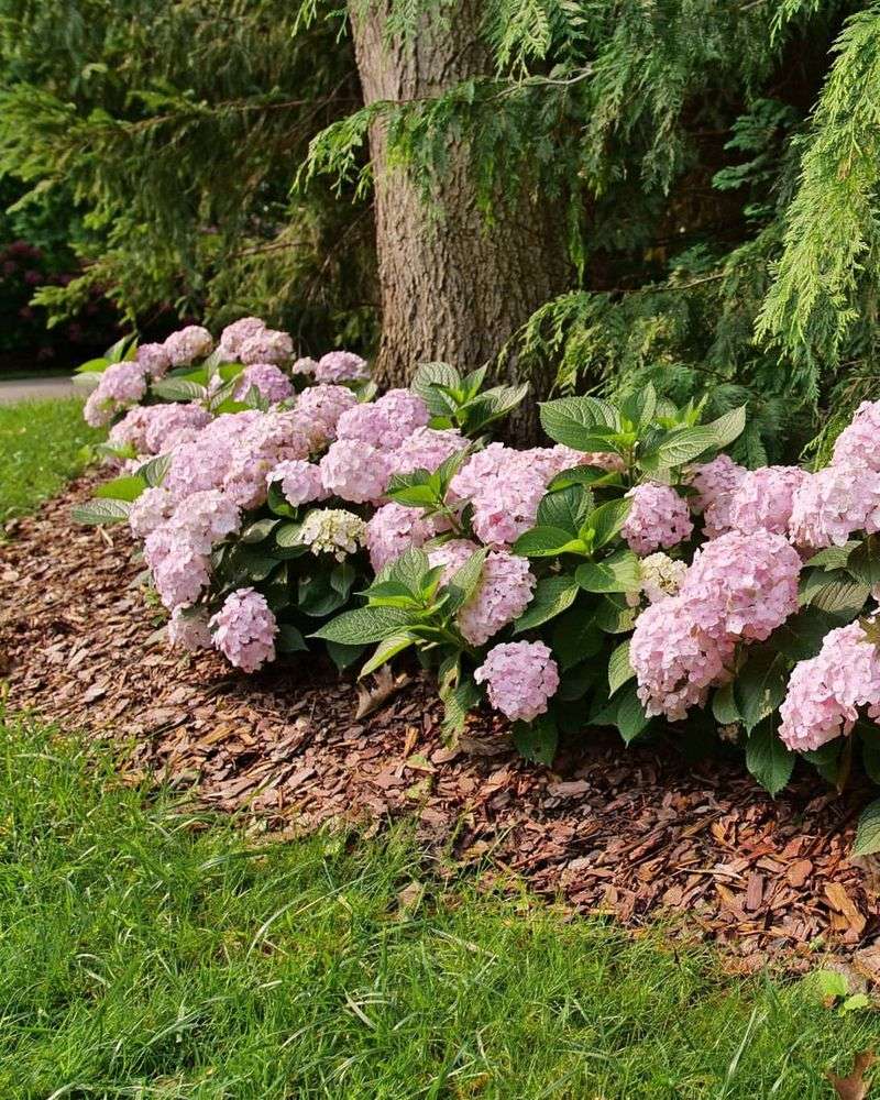 Dwarf Hydrangea