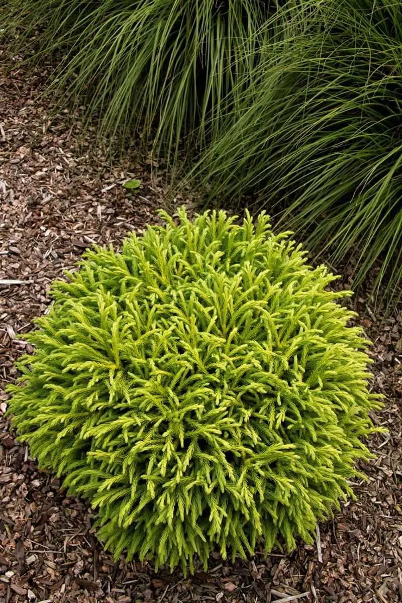 Dwarf Japanese Cedar