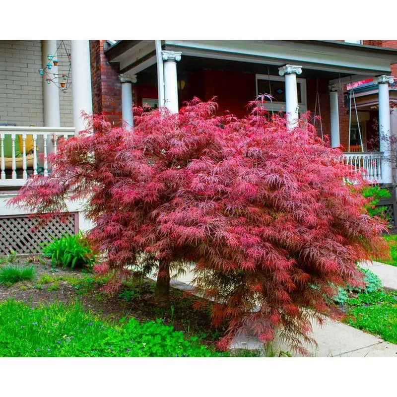 Dwarf Japanese Maple