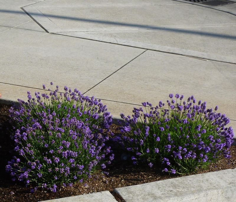 Dwarf Lavender