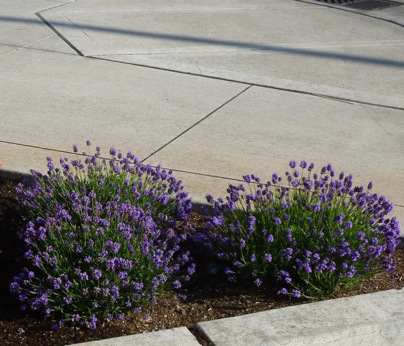 Dwarf Lavender