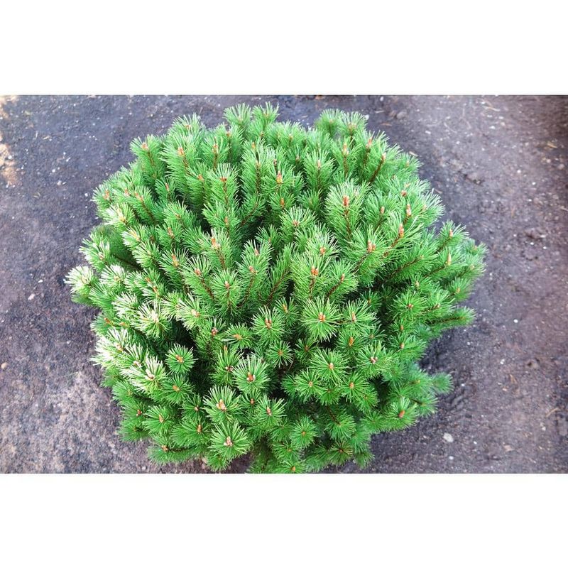 Dwarf Mountain Pine