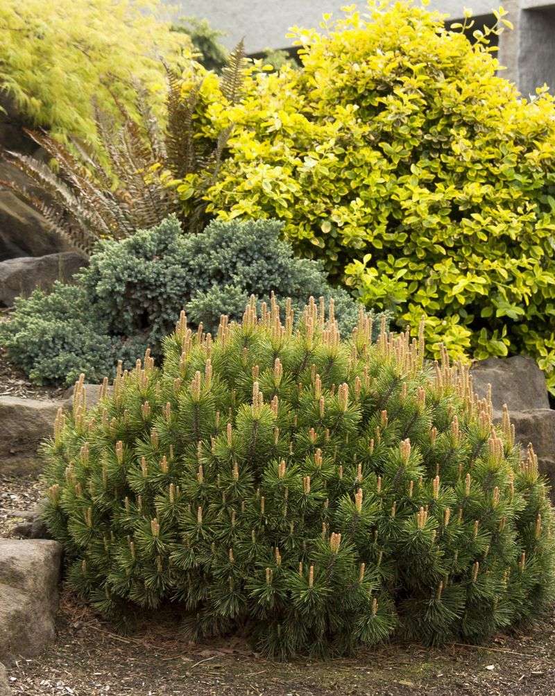 Dwarf Mugo Pine