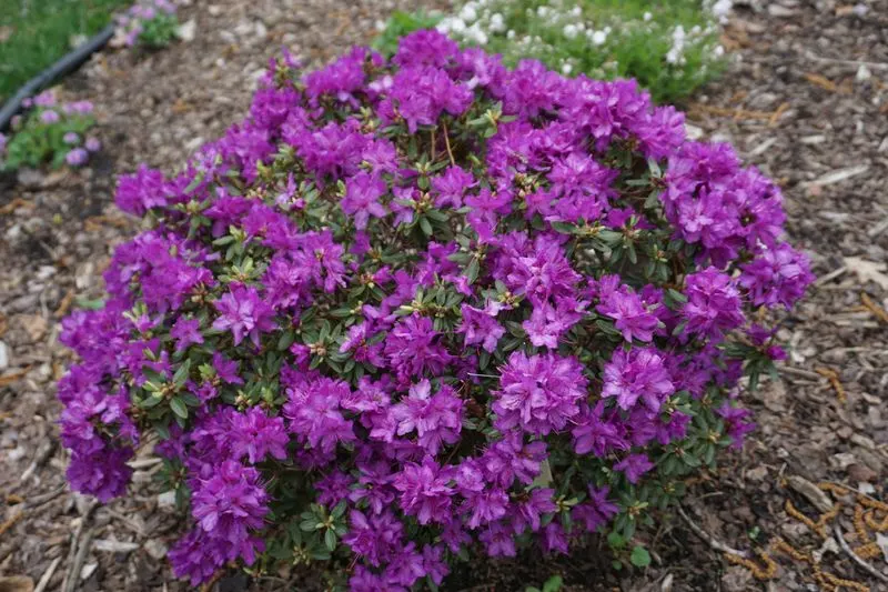 Dwarf Rhododendron