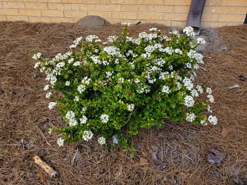 Dwarf Viburnum