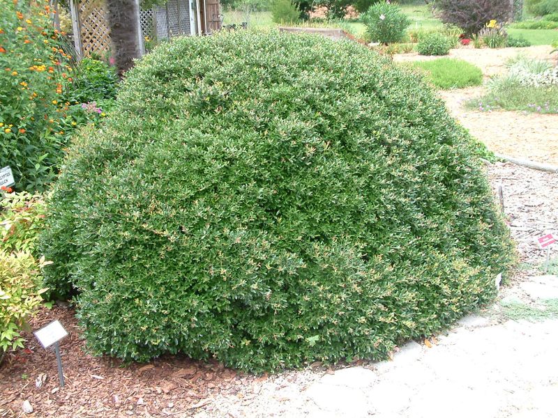 Dwarf Yaupon Holly