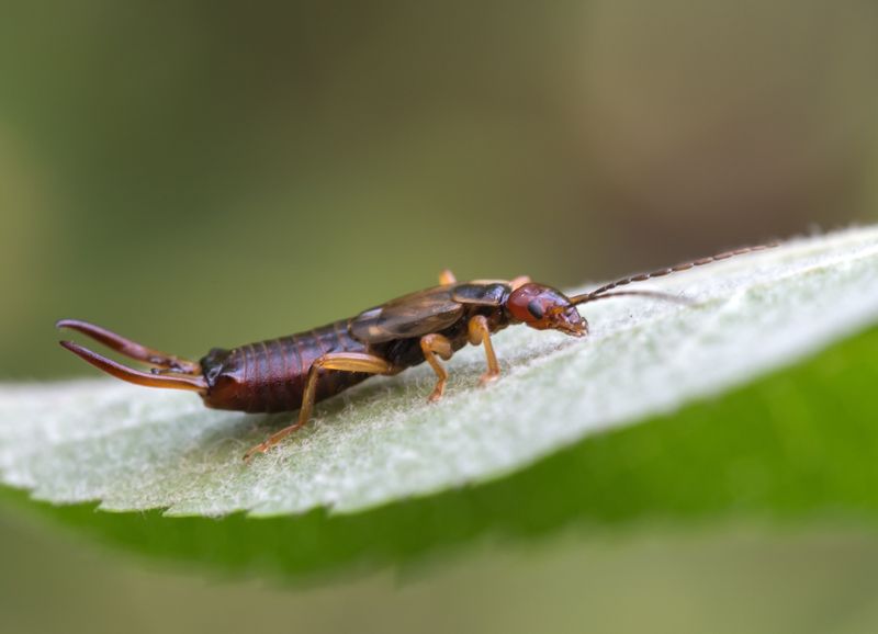 Earwigs