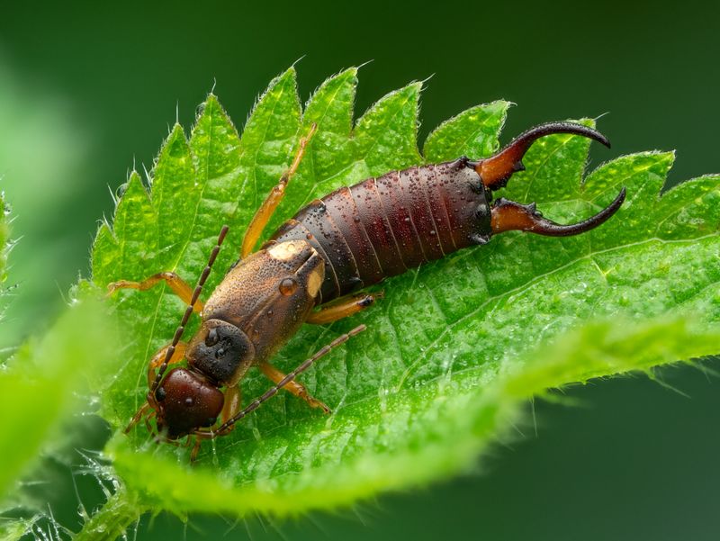 Earwigs