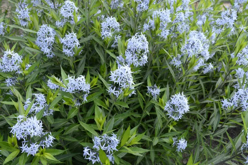 Eastern Bluestar