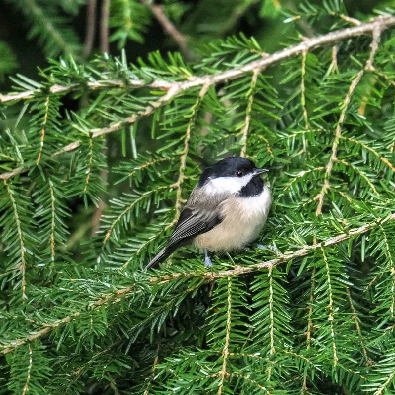 Eastern Hemlock