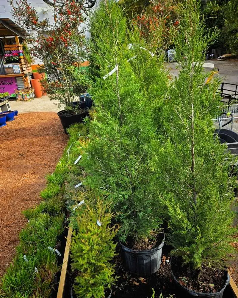 Eastern Red Cedar