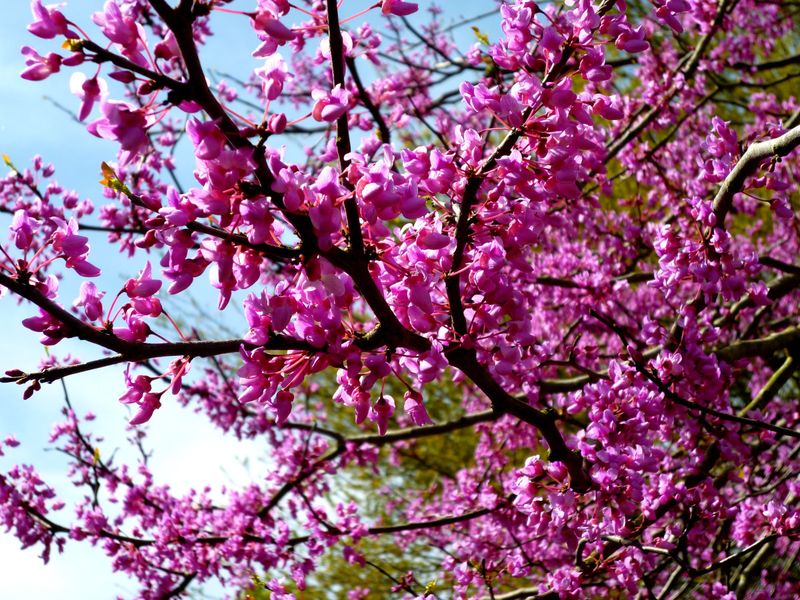 Eastern Redbud