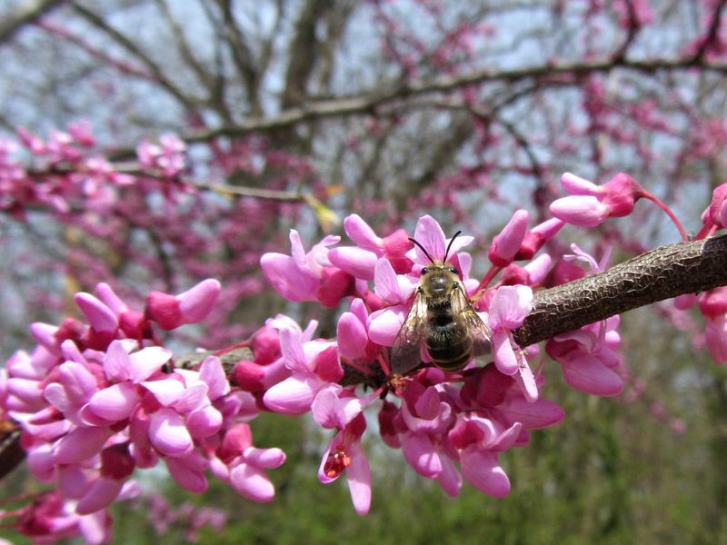 Eastern Redbud