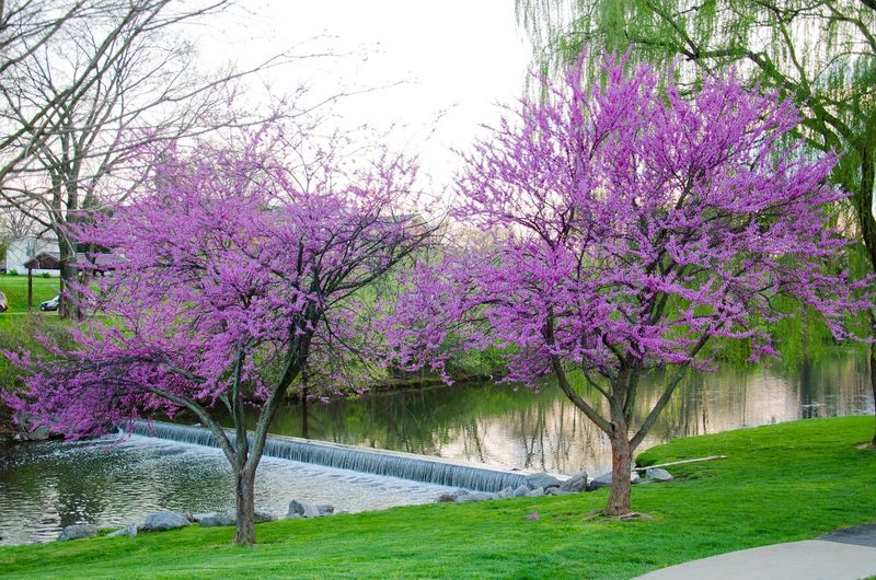 Eastern Redbud