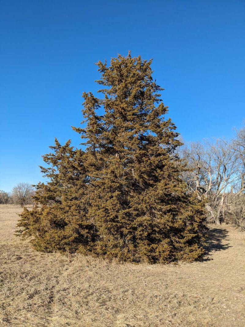 Eastern Redcedar