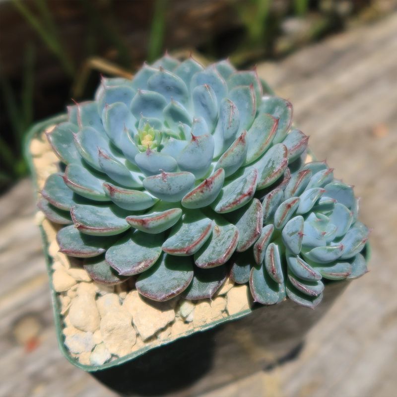 Echeveria