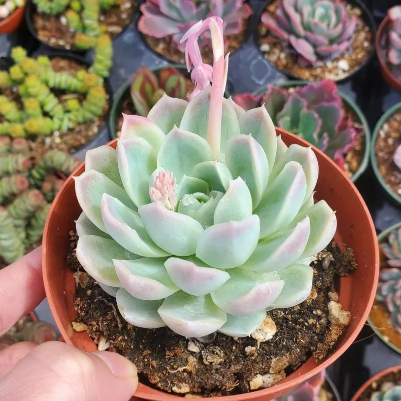 Echeveria Elegans