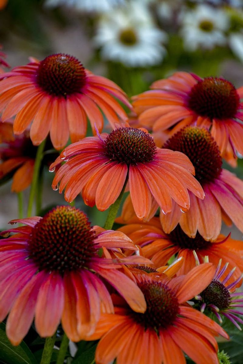 Echinacea