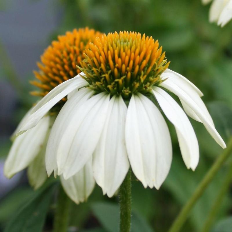 Echinacea