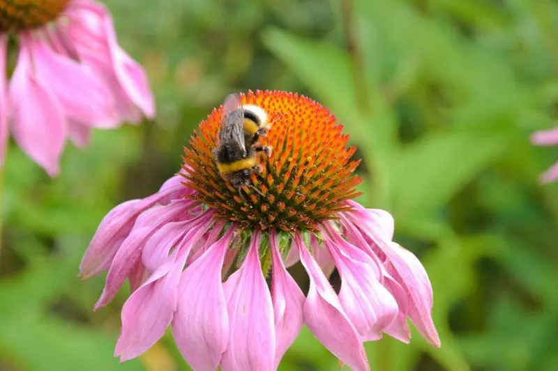 Echinacea (Coneflower)